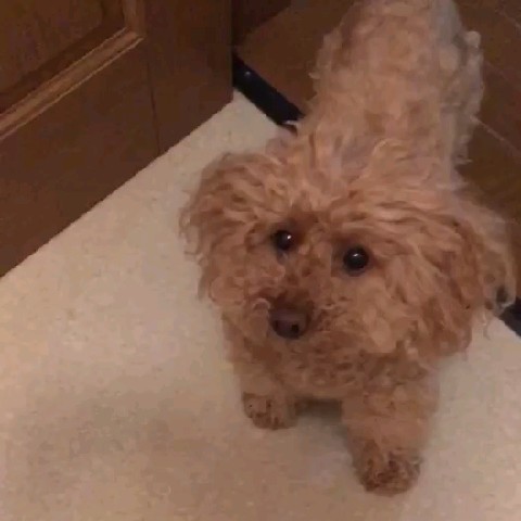 あべ