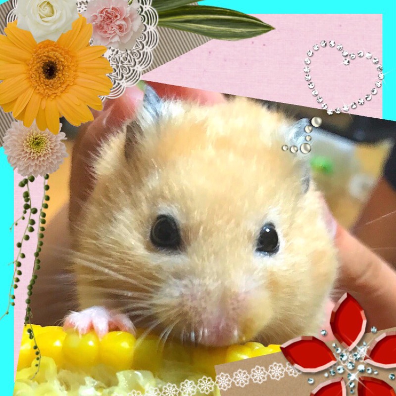 加藤ひとみ