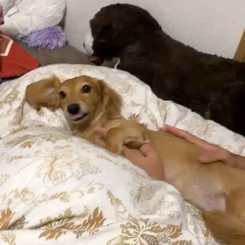 石垣島から