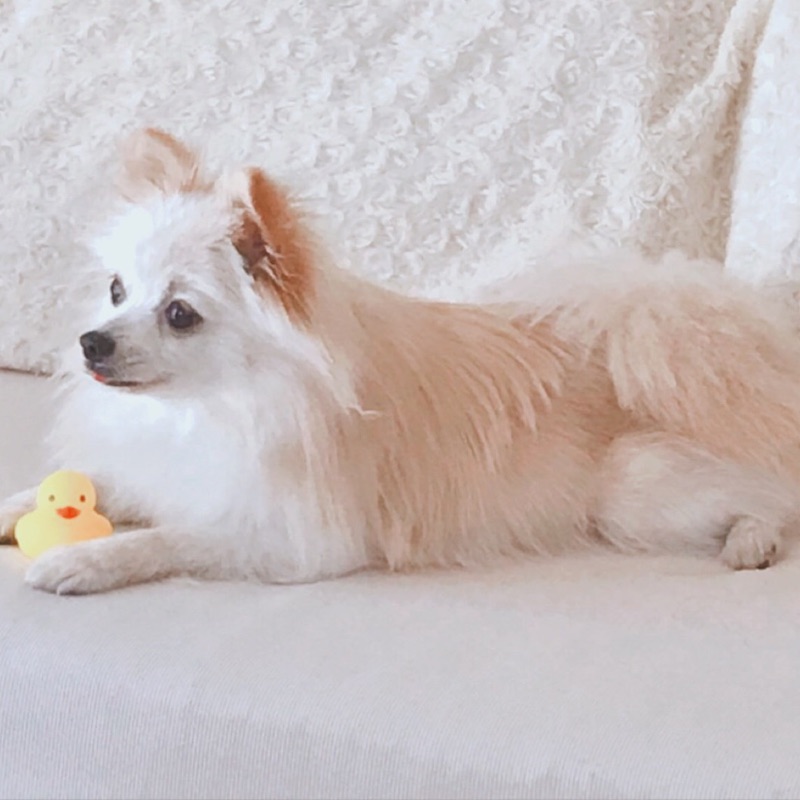 ポメラニアン花のママ