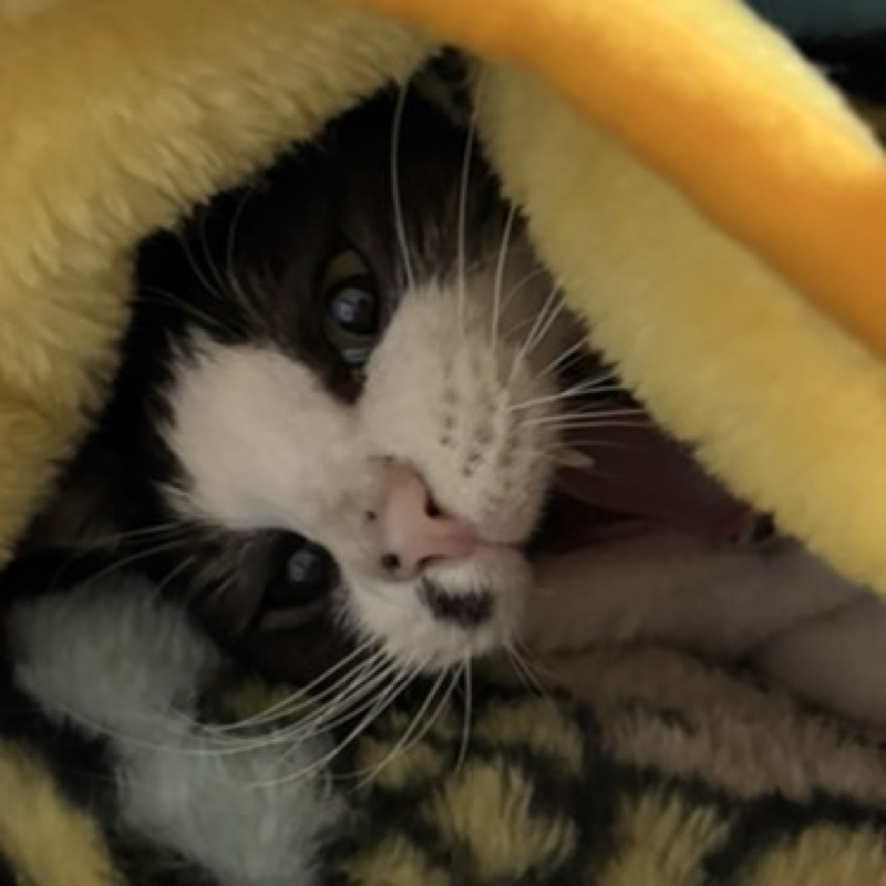 ふじまきちりーん