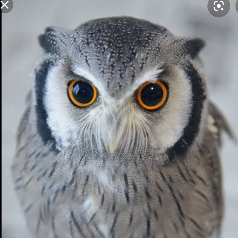 キヨモトエツコ