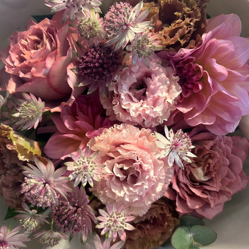 秋明菊