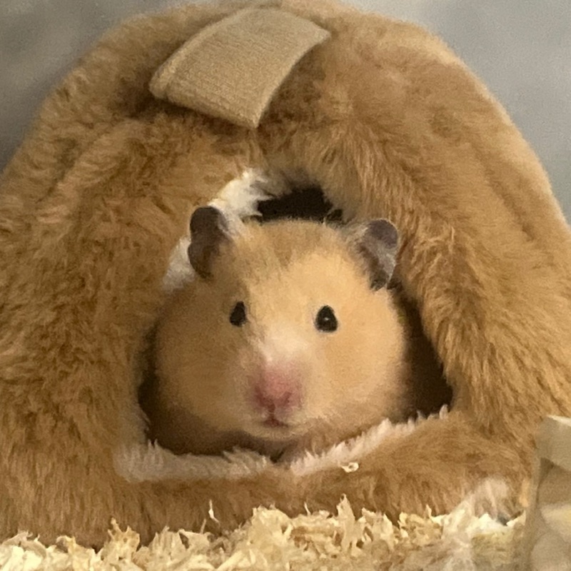 古畑涼太