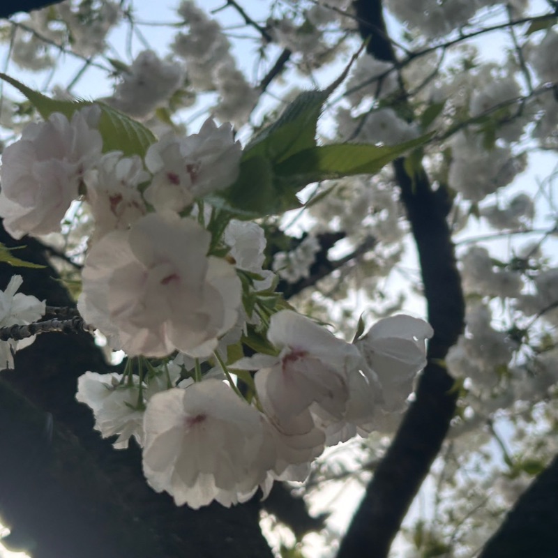 室塚
