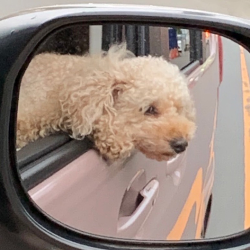 ももちゃんママ