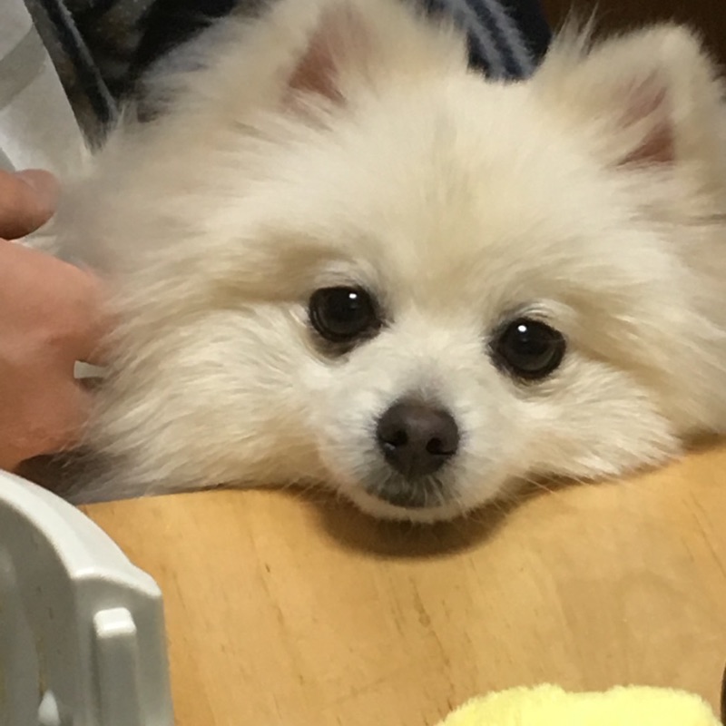 小池　みどり