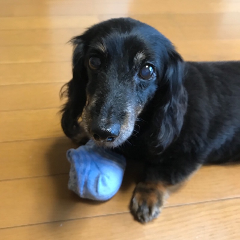 水曜日のはなさん