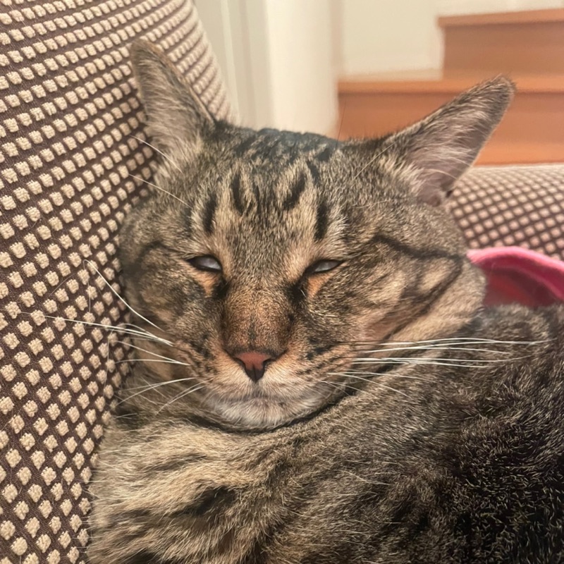 ねこ