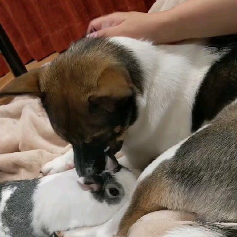3歳児の息子