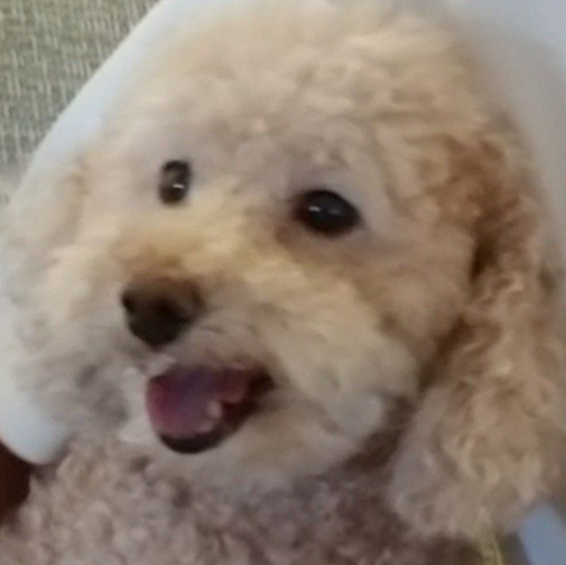 かよこ