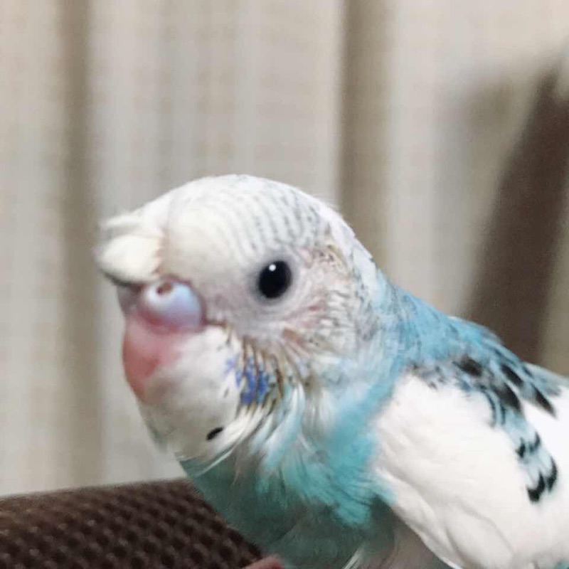 ゆけやん