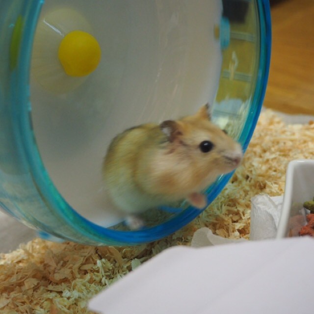 山本