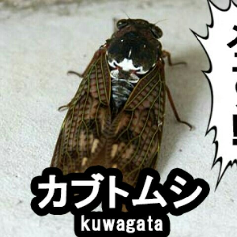 まるこめ