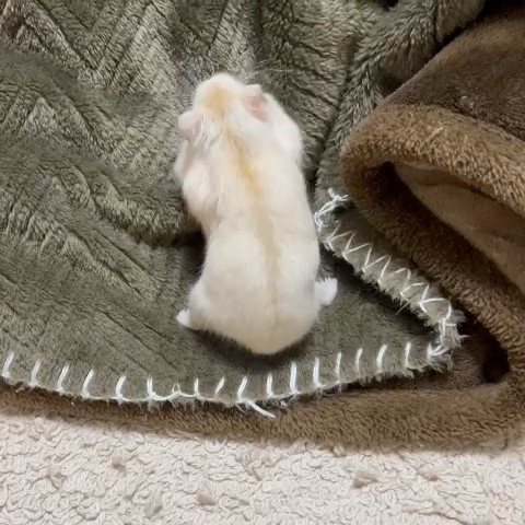 ゆーこ