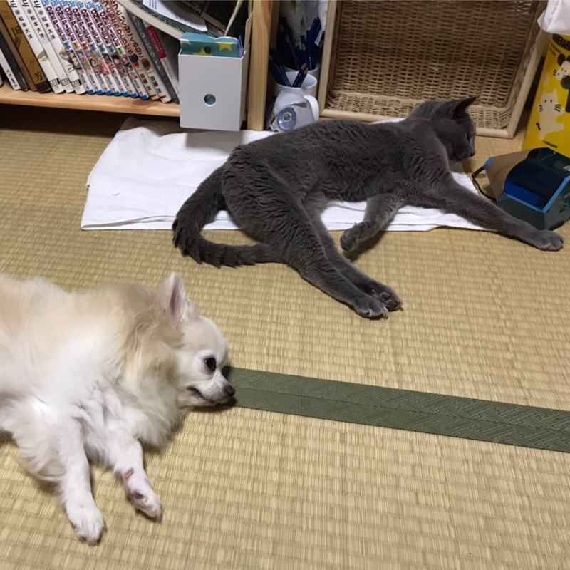 戸村和代