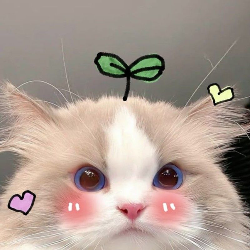 ガルティ　アペクチャ