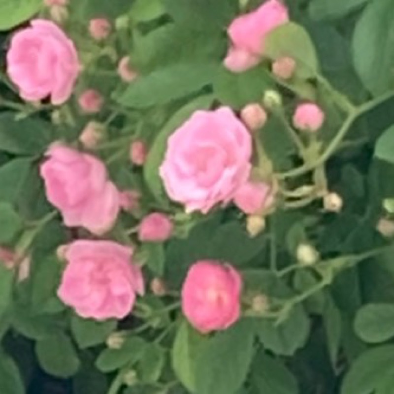 cantabile