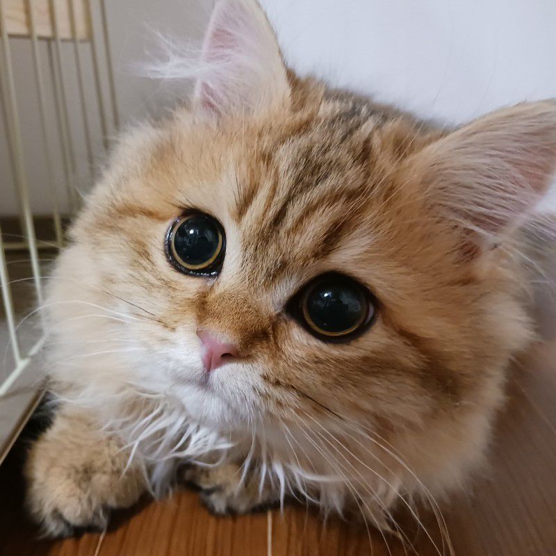 むーちゃん