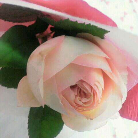 まい