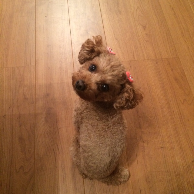 まめまめこまめ