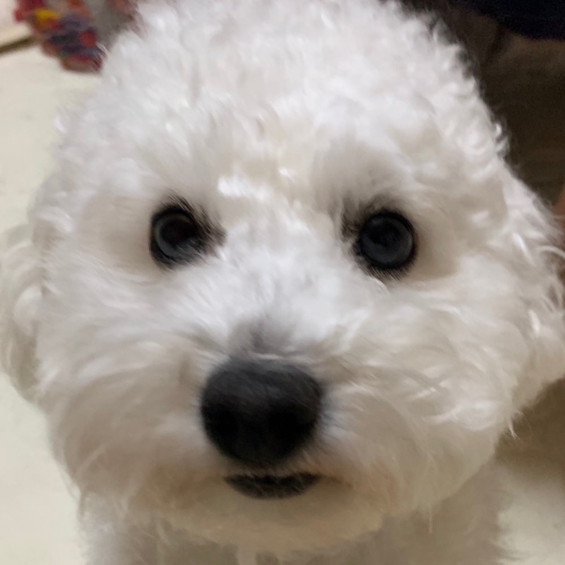 のぶのぶ