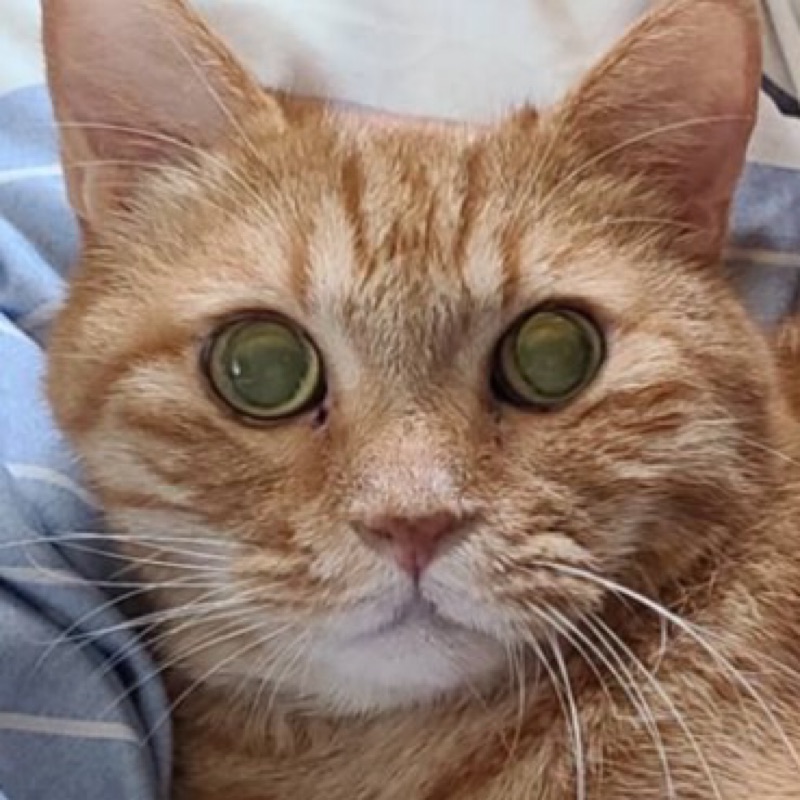 ねこまる