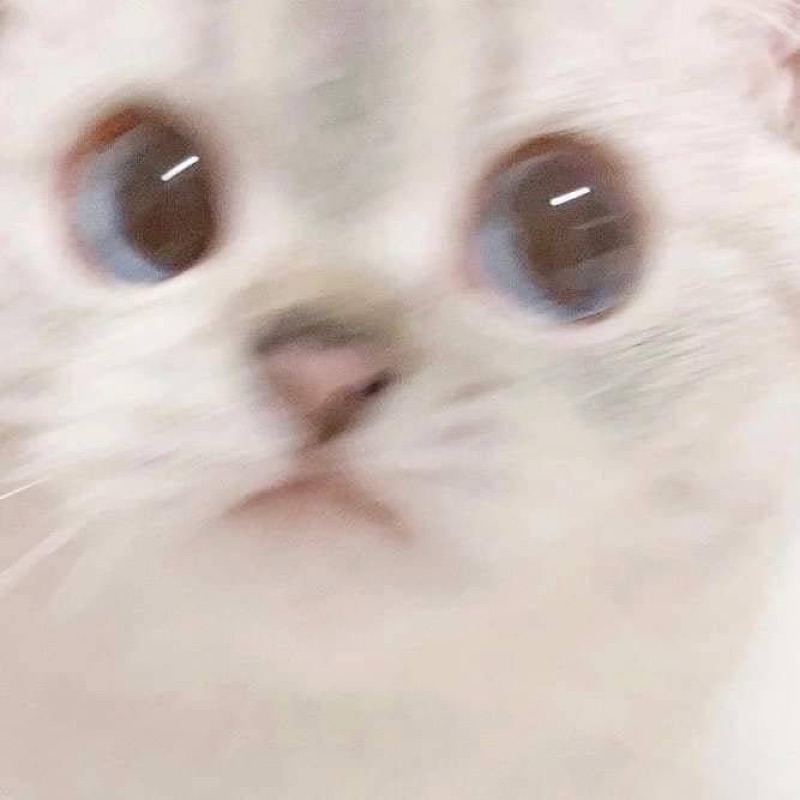 ももか