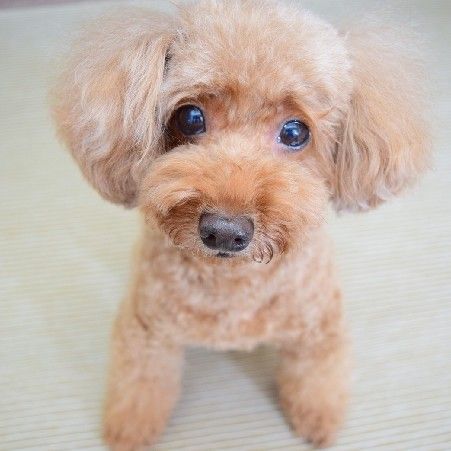 キャラメルリボン