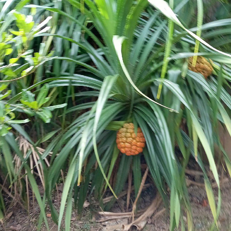 せのぴょん