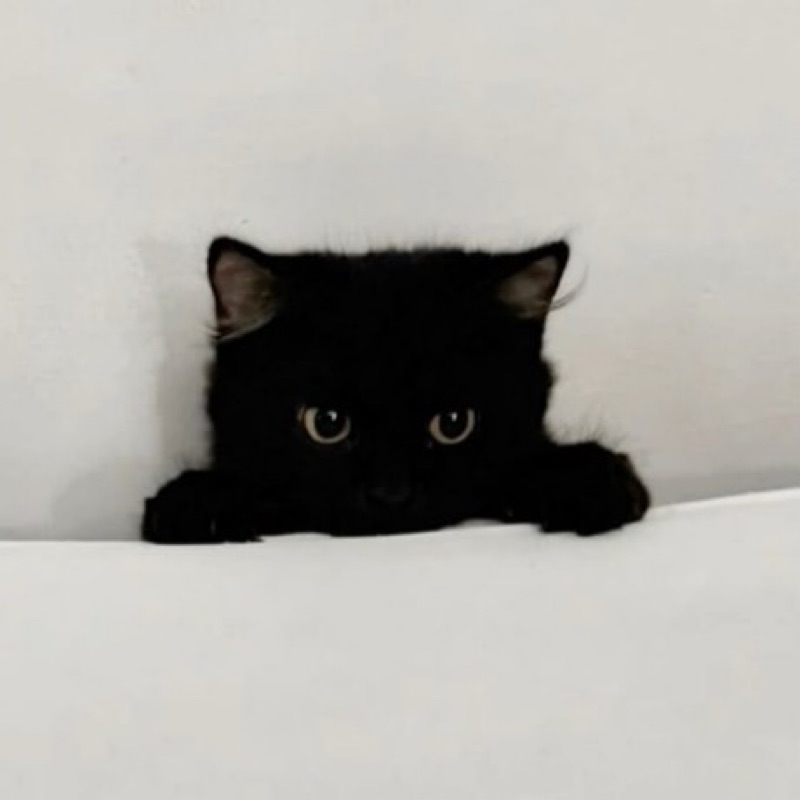 ぴ