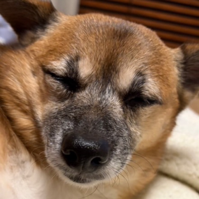 山口しげ子