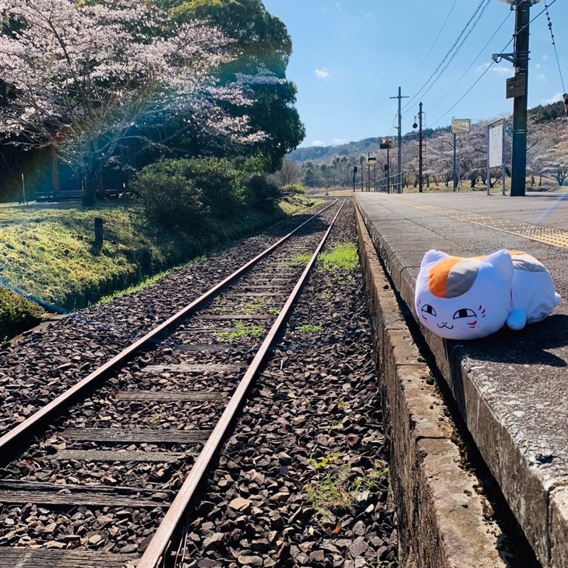 オオツモエ