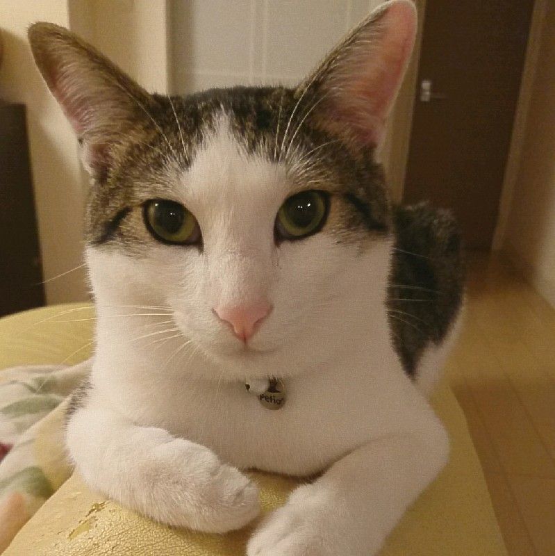 西川佳余子