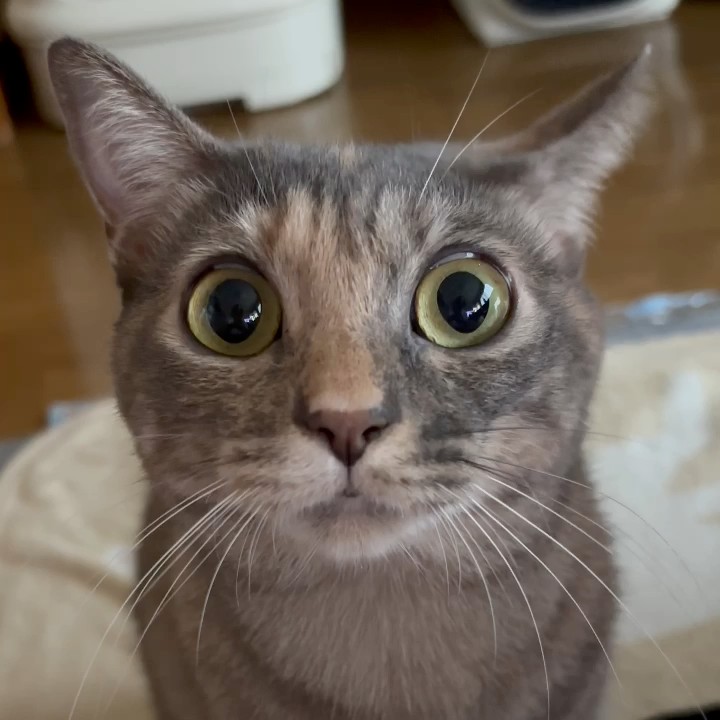 はるか