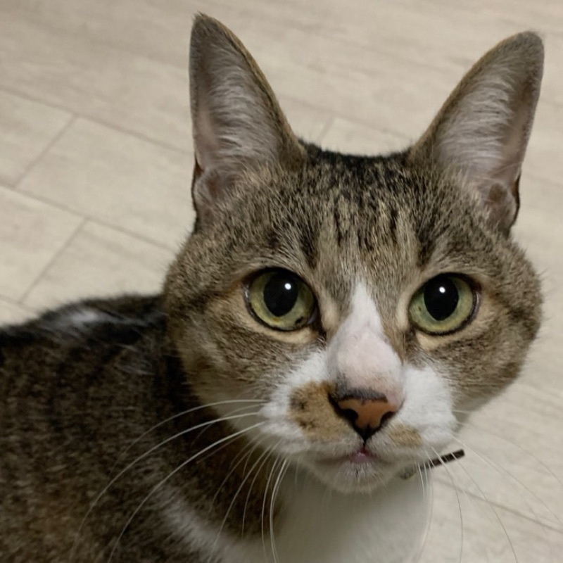 グリ