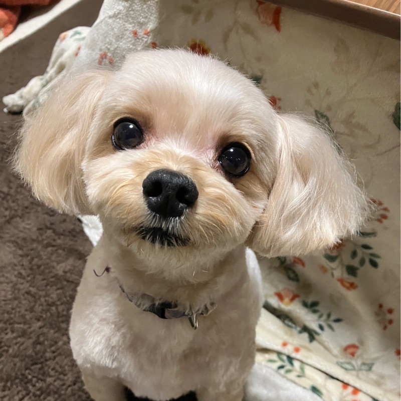Sachi