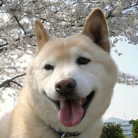 川口由起子