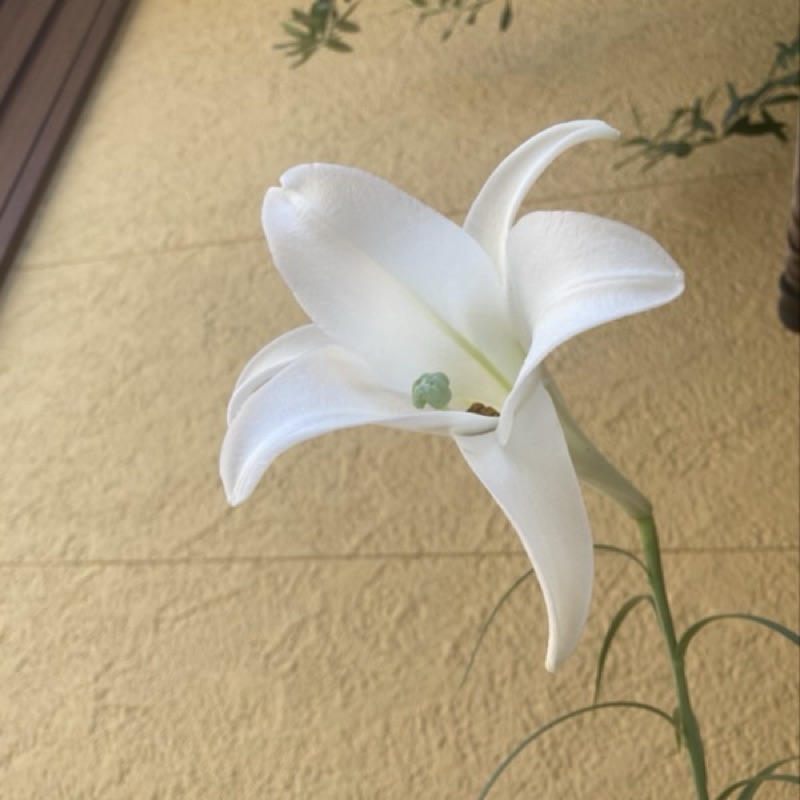 白砂　絵美子