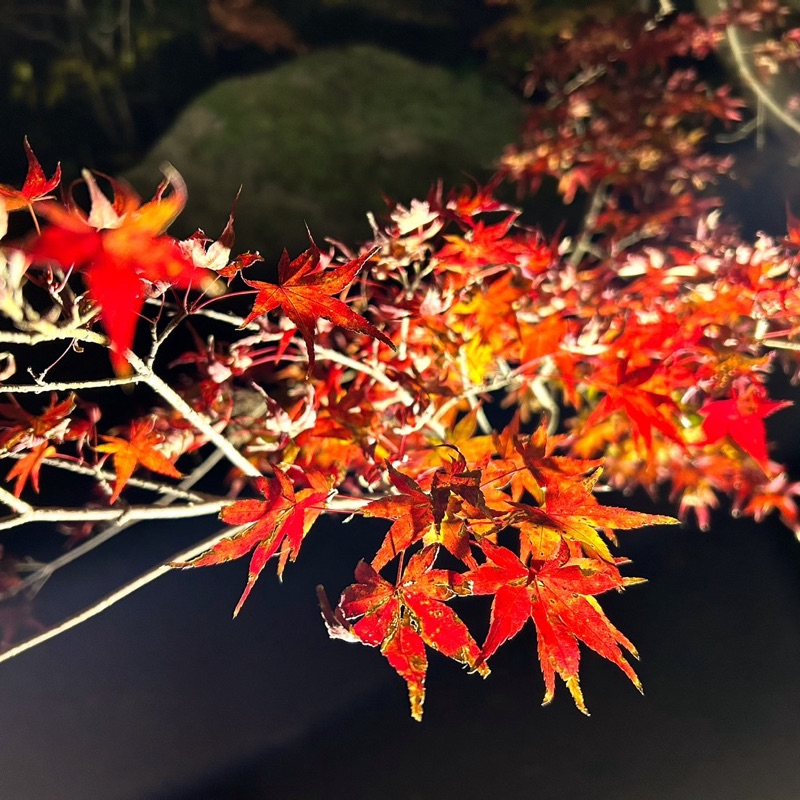 kubo