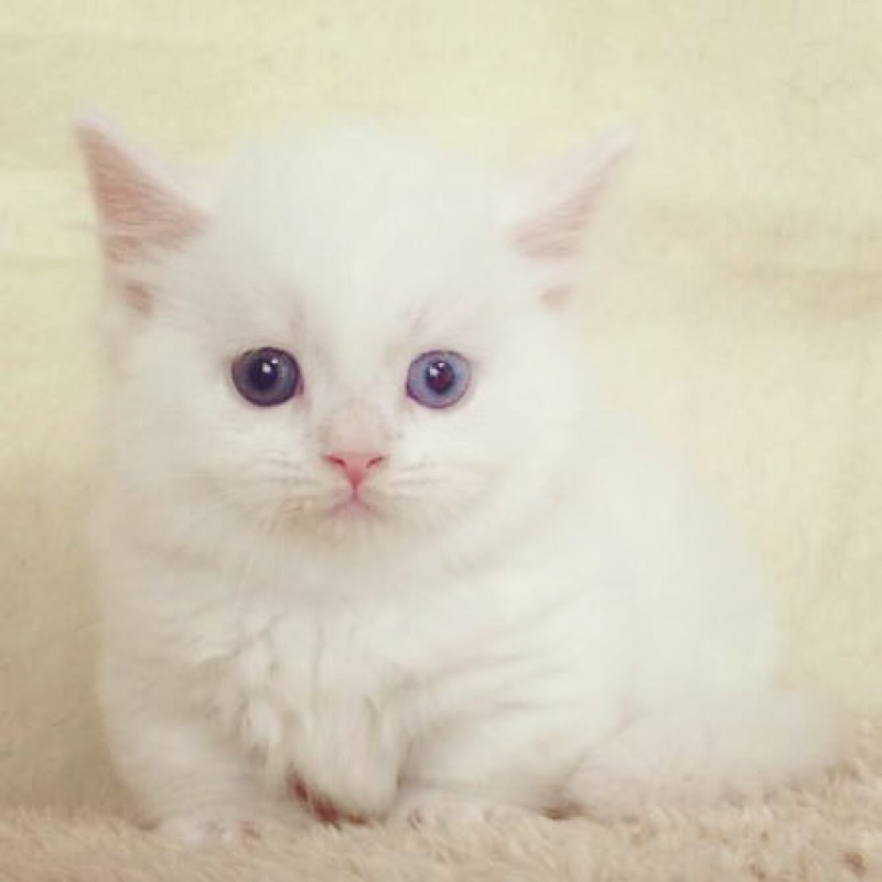 小宅