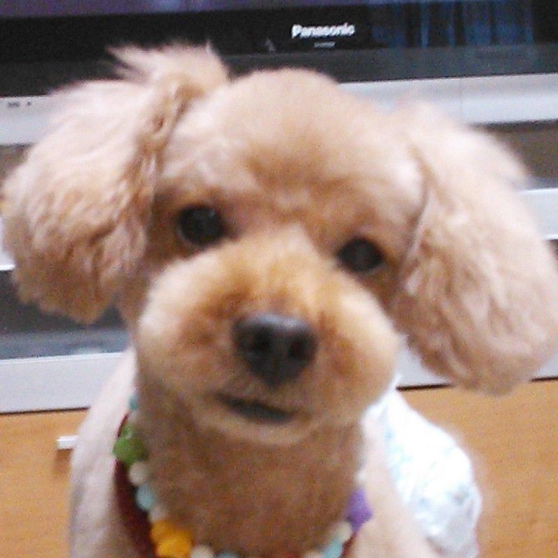 松本智子