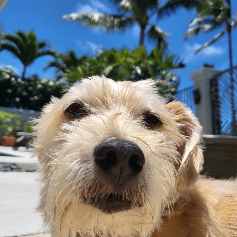 ウィリアムズ佐和子