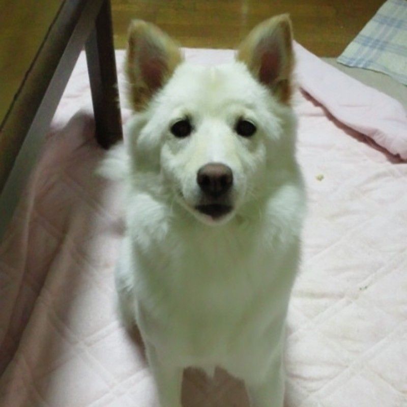 高橋武