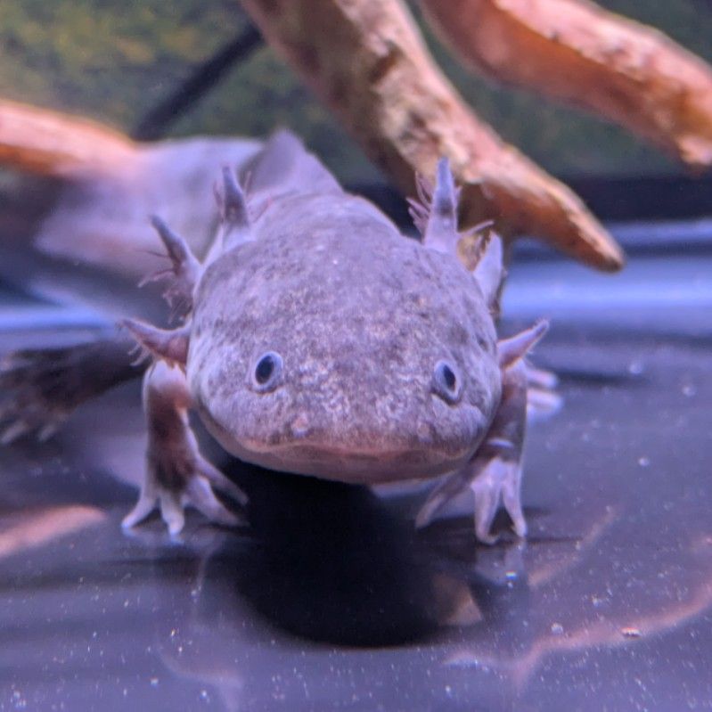たま