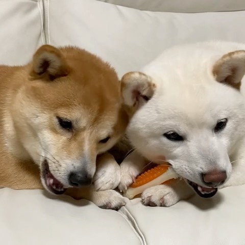 本間