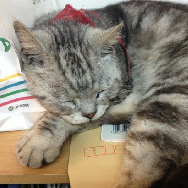 幸島深雪