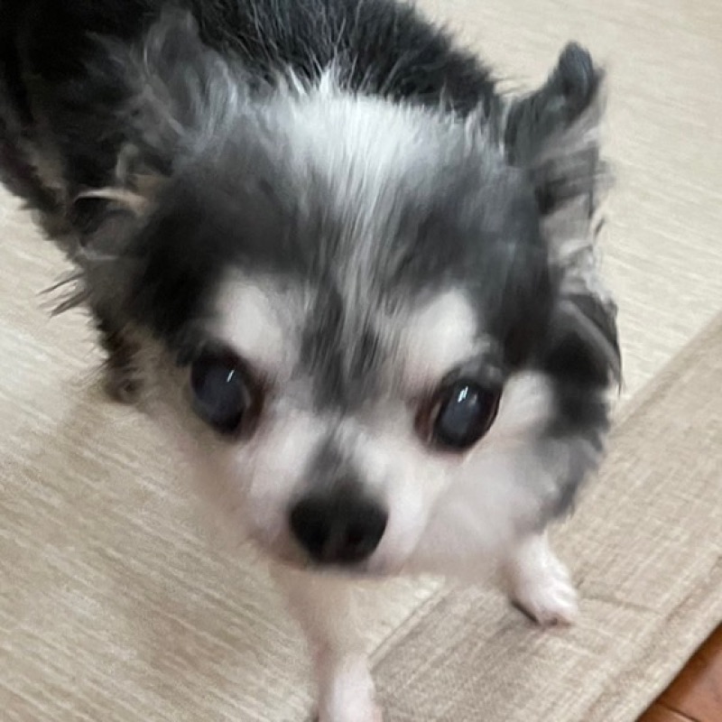 よーこ