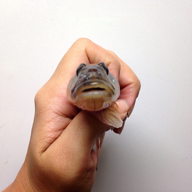 なかじま