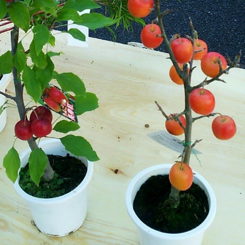 ありがとうございました